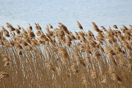 wheat field thumbnail