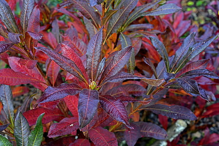 close-up photo of red leafed plant thumbnail