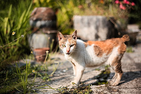 Photo of Cat thumbnail