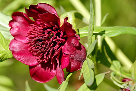 red petaled flower closeup photography at daytime thumbnail