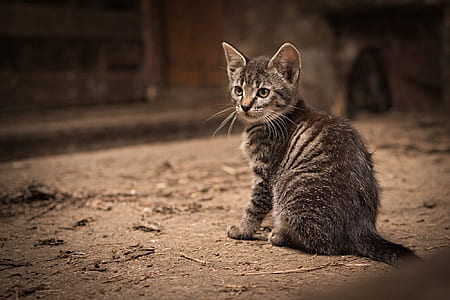 silver tabby cat on brown floor thumbnail