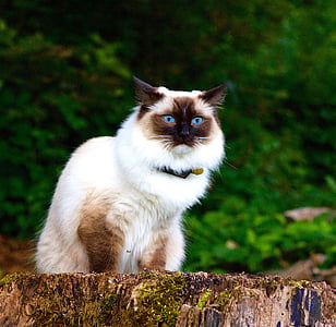 Himalayan cat sitting on wood slab thumbnail