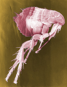 flea illustration thumbnail