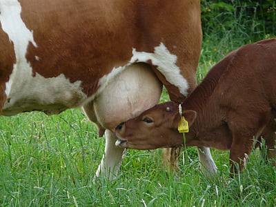 calf sucking milk thumbnail