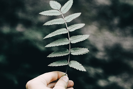 person holding green leaves thumbnail
