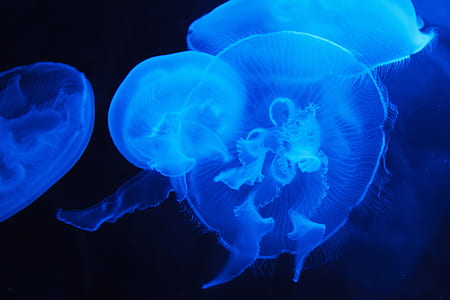 close-up photo of jellyfishes thumbnail
