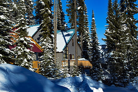 white house between trees at daytime thumbnail