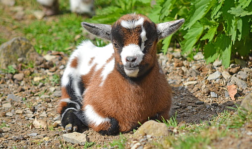 brown, white, and black goat thumbnail