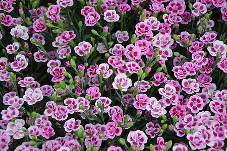 bloomed pink and white flower lot during daytime thumbnail