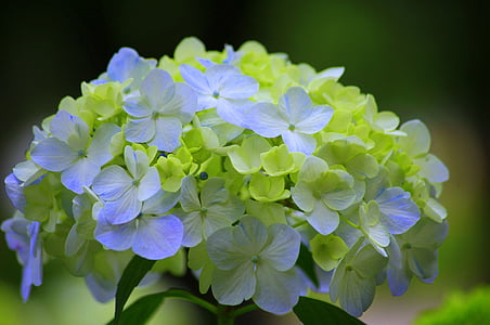 close up photography of white and green hydrangea flowers thumbnail