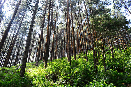 low-angle photography of trees thumbnail