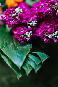 Colorful Exotic Flowers and Greenery thumbnail