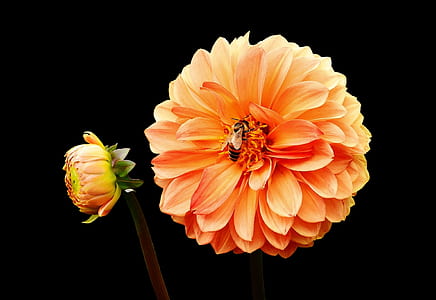 pink carnation flower thumbnail