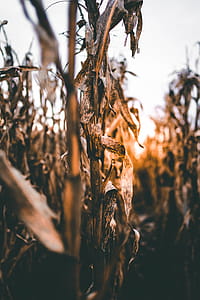 Sunset from a Corn Field thumbnail