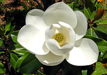 white petaled flower at daytime thumbnail