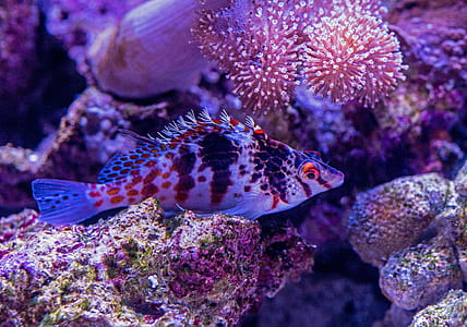 black, red, and white striped fish near sea anemones thumbnail