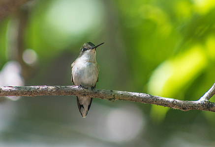 shallow focus photography of humming bird during daytime thumbnail
