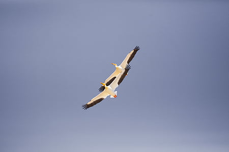 two white-and-black seagulls flying thumbnail