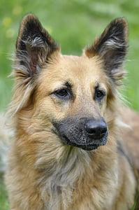 adult black and tan German shepherd thumbnail