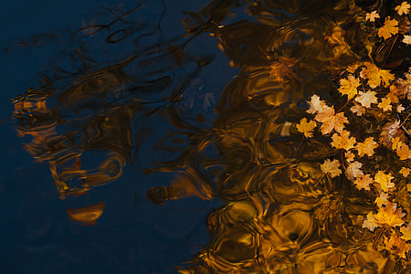 maple leaf thumbnail