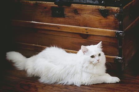 White Cat Lying Beside Brown Wooden Trunk thumbnail