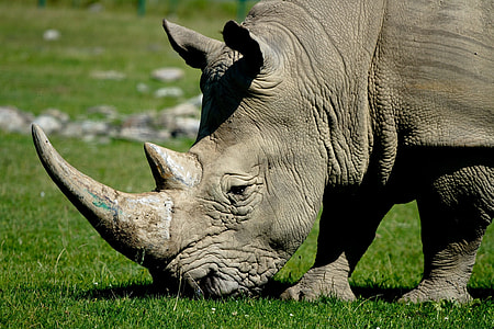rhinoceros on green grass during daytime thumbnail