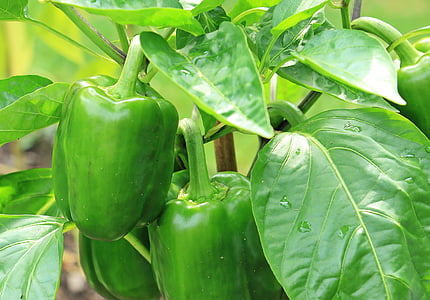 green bell pepper thumbnail