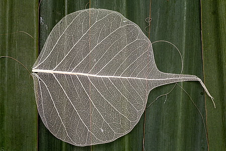 white leaf on green leaf thumbnail
