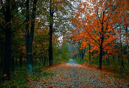 orange leaved tree thumbnail