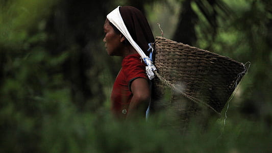 man carrying basket surrounded by plants thumbnail