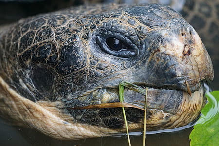 turtle eating leaf thumbnail
