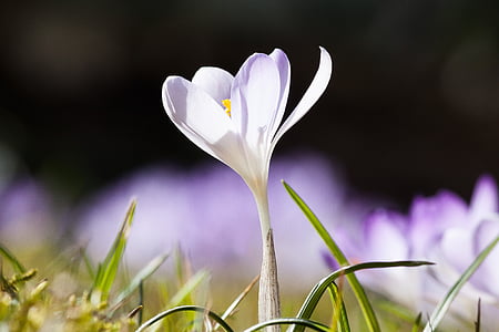 selective focus of white petaled flower thumbnail
