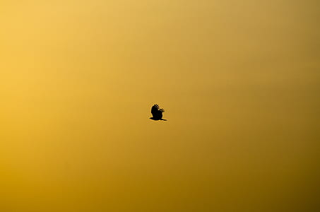 black bird thumbnail