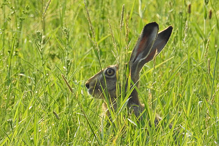 shallow focus photography of gray rabbit in the middle of grass field thumbnail