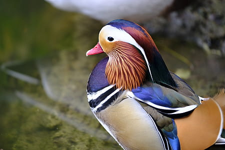 photo of brown and gray duck thumbnail