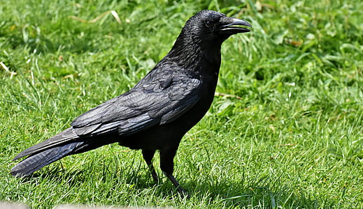 crown on grass during daytime thumbnail