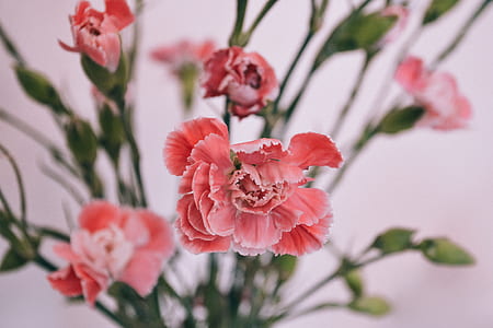 love, romantic, flowers, blur thumbnail