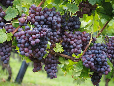 shallow focus photography of purple grapes thumbnail