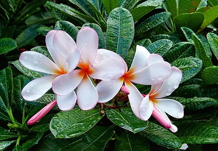 blooming white flowers thumbnail