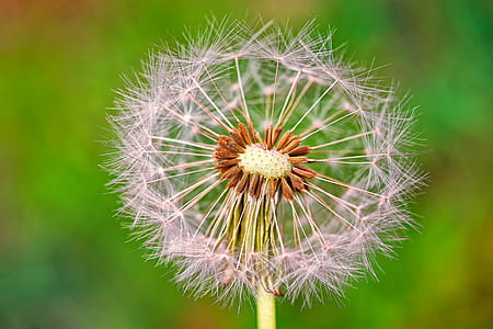 macro photography of dandelion thumbnail