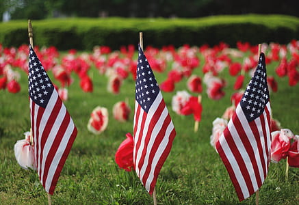three USA flags on green grass thumbnail