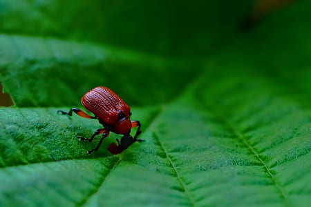 red beetle perching on green leaf thumbnail