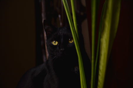 black cat near green leaf plant thumbnail