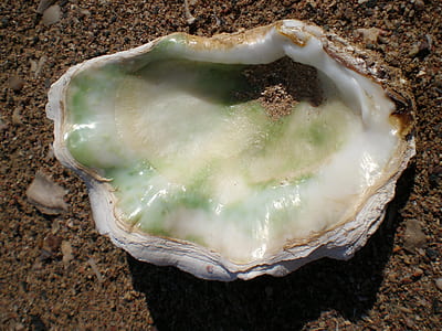 white sea shell on brown soil thumbnail