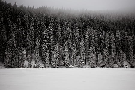 grayscale photography of forest thumbnail
