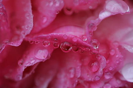 selective focus photography of pink rose flower with water dew thumbnail