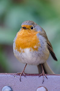 yellow and brown bird on red concrete thumbnail
