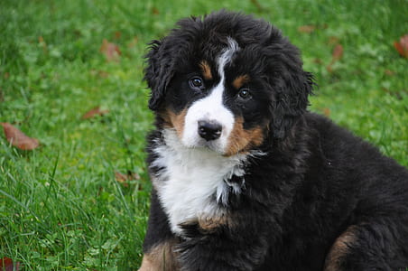 border coalie puppy thumbnail