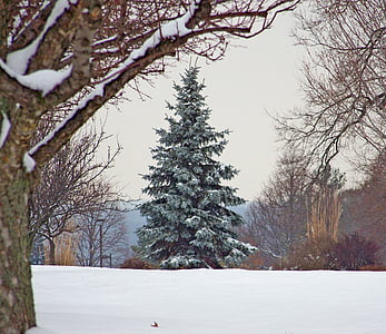 photo of trees on snow field thumbnail