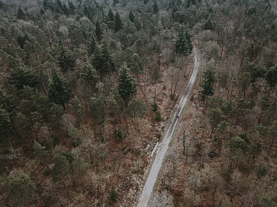 aerial photography of road between trees thumbnail